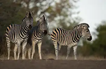 Zebra sighting in the Malilangwe Wildlife Reserve 