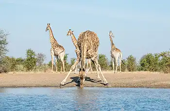 Giraffes drinking on a game drive