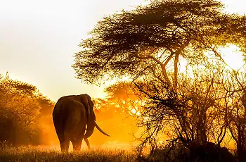 Elephant at sunset in the Malilangwe Wildlife Reserve 