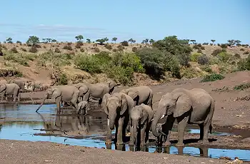 Elephants drinking at a waterhole, Mashatu, Botswana