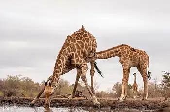 Giraffe at a waterhole in Mashatu Game Reserve