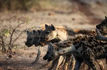 Hyenas just outside Tuli Safari Lodge Mashatu