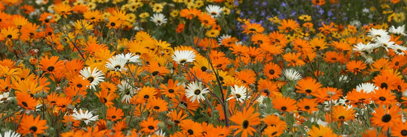 Wild Flowers of the Namaqualand