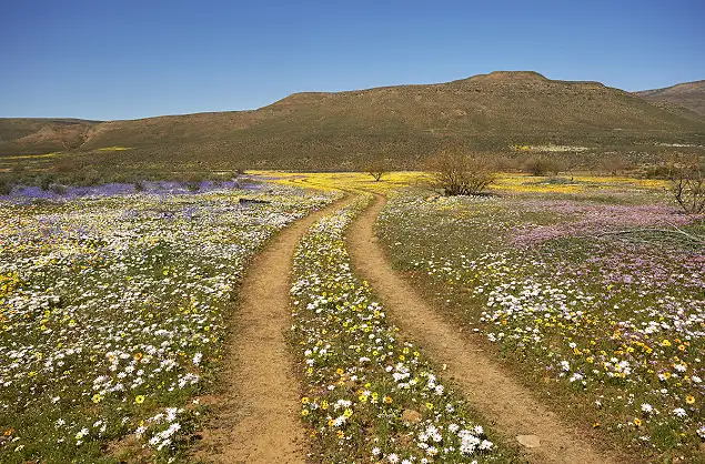 Wildflowers of Namaqualand