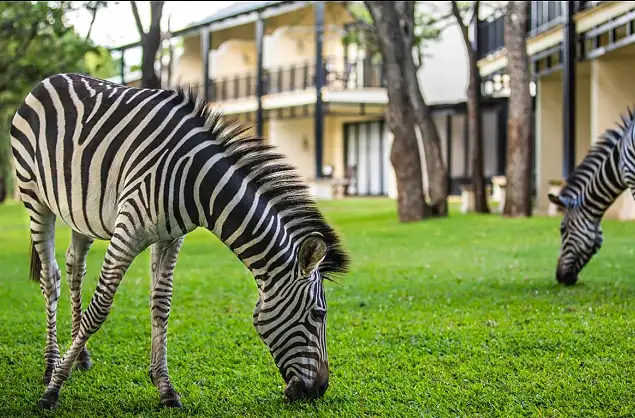 The lawns at Royal Livingstone attract regular animal traffic