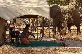 An elephant passing through Kennedy Camp