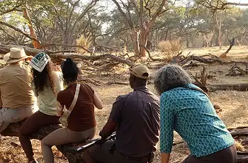 Game watching on a walking safari in Hwange