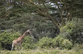 Game viewing at Lake Naivasha