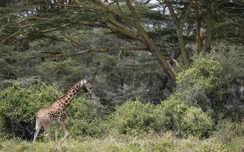 6 Day Luxury Kenya Safari