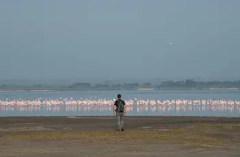 Flamingos on the lake's shoreline near Loldia House
