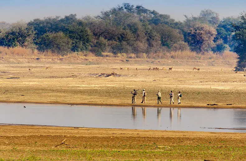 6 Day Luxury South Luangwa Walking Safari