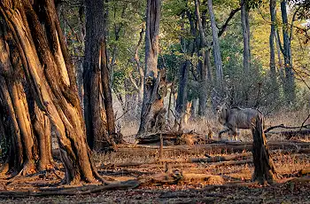 Kudu amongst the giant trees in Luambe National Park