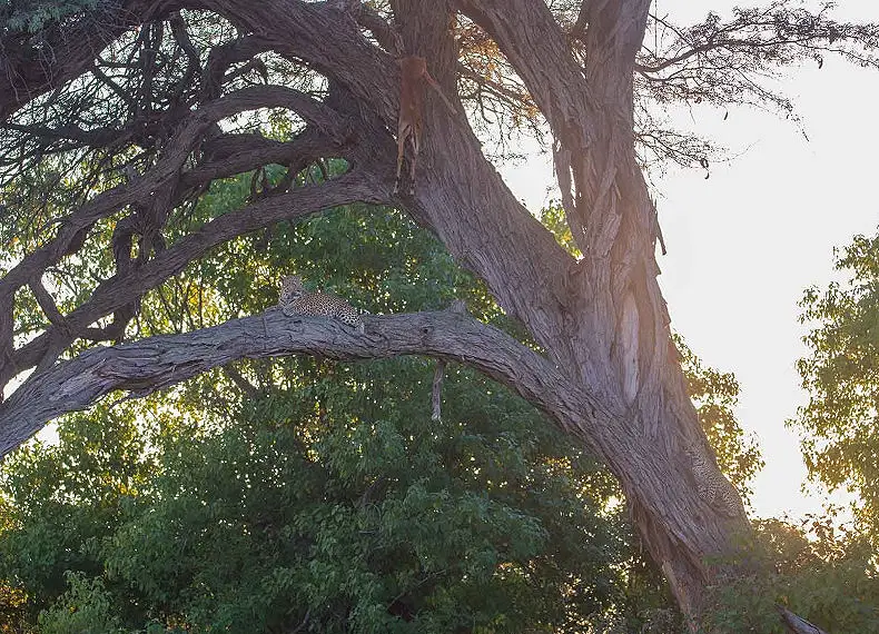 6 Night Okavango, Chobe & Savuti Safari