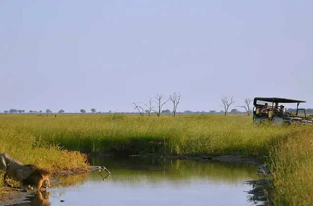 Game drives in the Savuti area