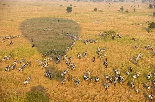 Hot Air Balloon Flight over Serengeti
