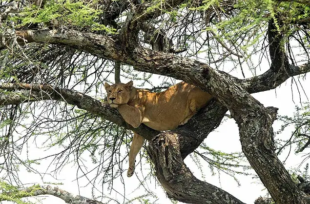 Lioness, Serengeti, Tanzania