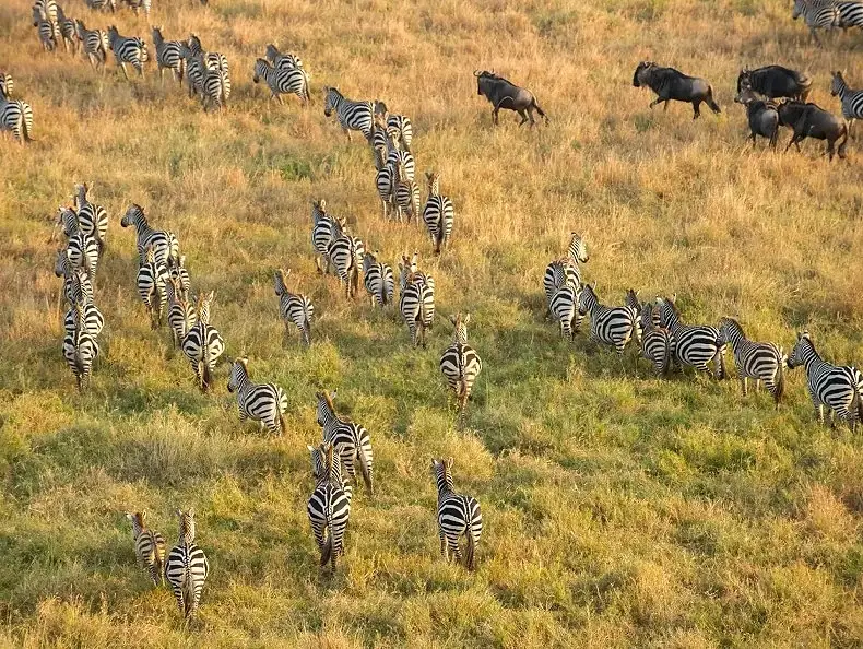 7 Day Affordable Tanzania Safari