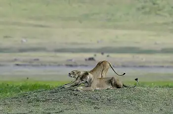 A lion sighting with the Ngorongoro Crater