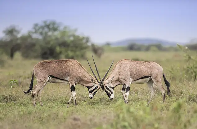 Gemsbok sighting while on safari