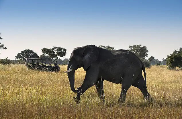 Game drive with andBeyond Xaranna
