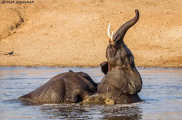 Elephant sighting in the Greater Kruger area