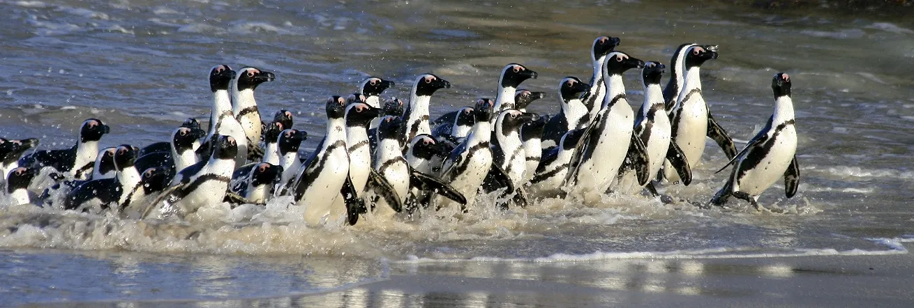African penguins on Boulders Beach, near Cape Town