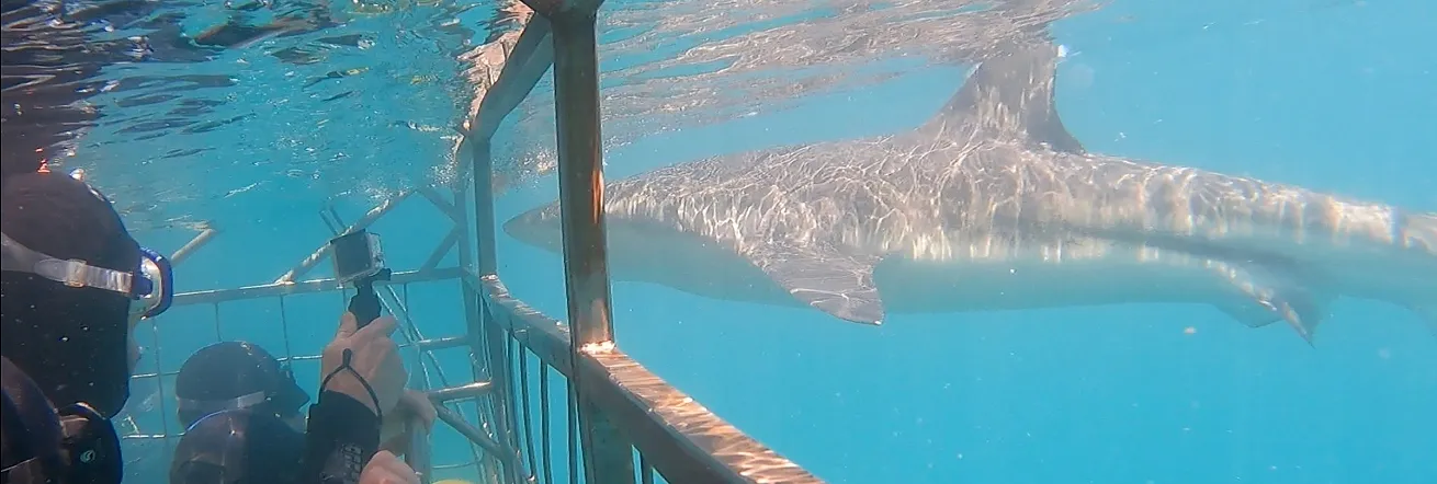 Shark Cage Diving, Gaansbaai, South Africa