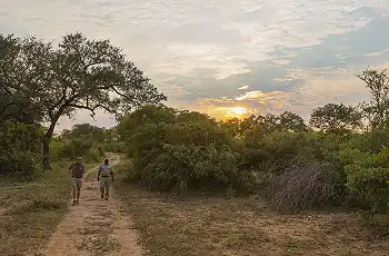 Walking safari , Thornbush Game Lodge, South Africa