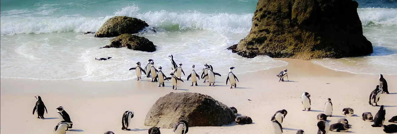 Boulders Beach Penguin Colony