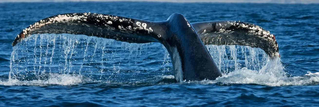 Whale watching off the coast of Hermanus