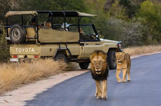 Lion sighting in the Kruger National Park