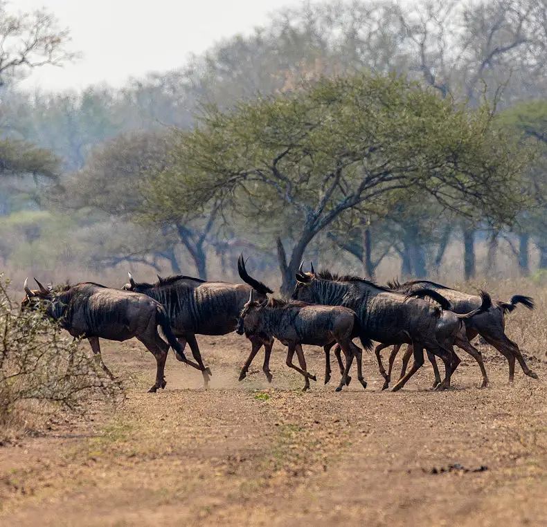 7 Day Eswatini Safari