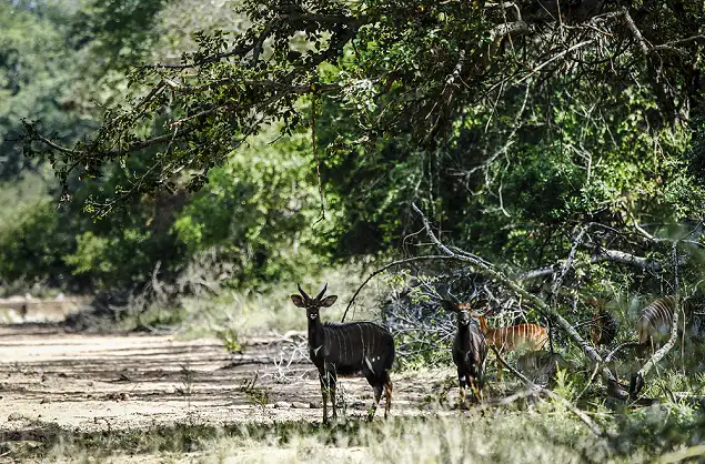 Animals frequent the dry riverbeds close to Stone Camp