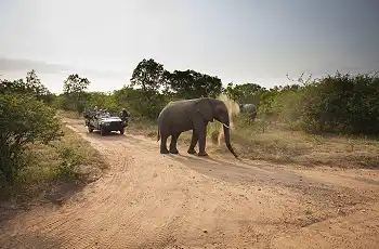 Elephant encountered in Kapama Game Reserve