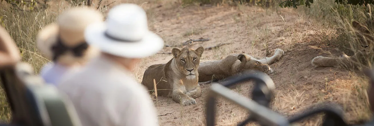 Lion seen on safari, Kapama Game Reserve, South Africa