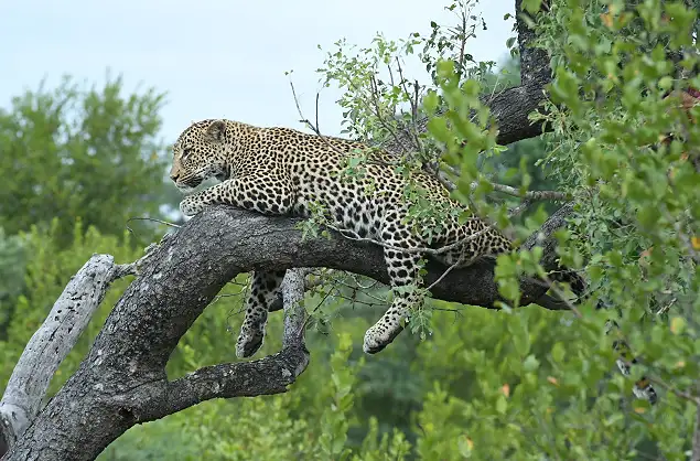 Leopard sighting in the Sabi Sand Nature Reserve