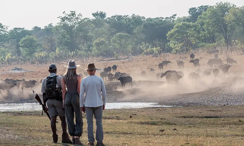 7 Day Hwange and Matopos Walking Safari