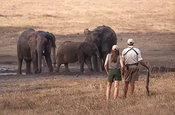 Elephant sighting while out on a walking safari in Hwange