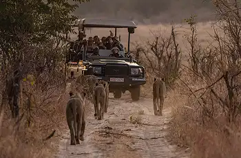 Lion sighting while on a game drive at Sable Valley