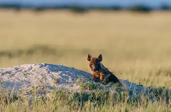 A rare sighting of a brown hyena