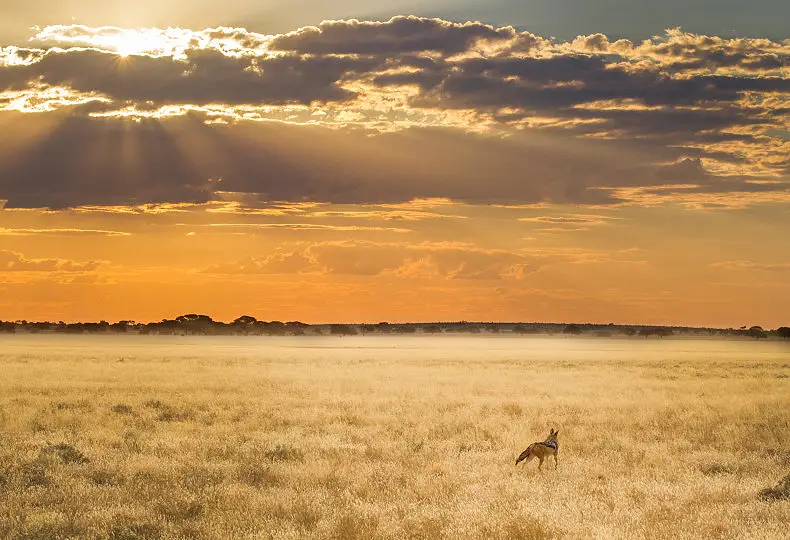 7 Day Kalahari Safari