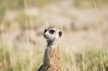 Meerkat sighting while on safari at Tau Pan