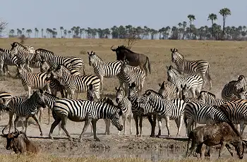 The annual zebra migration in the Makgadikgadi Pans