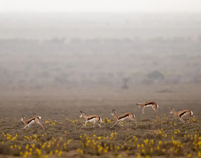 7-Day Karoo Walking Safari in Samara Karoo Reserve