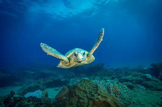 Snorkelling along the coast at White Pearl Resort