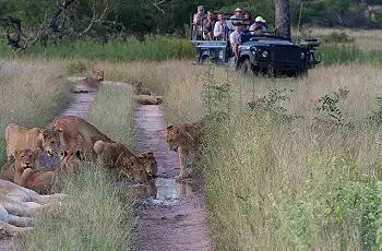 Pride of lion, Londolozi Game Reserve