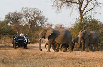 Elephants, Londolozi Game Reserve