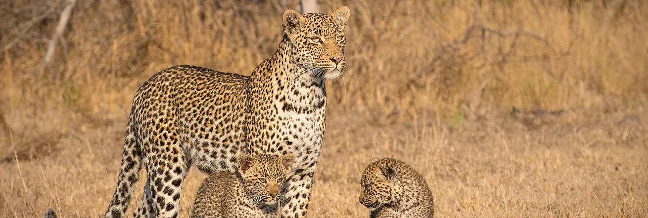 Londolozi is renowned for excellent leopard sightings, among many other wildlife species