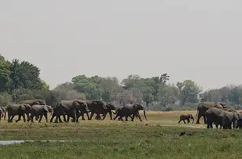 A herd of elephants cross a nearby floodplain
