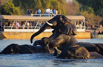 Elephants in the Chobe River, seen from a river cruise